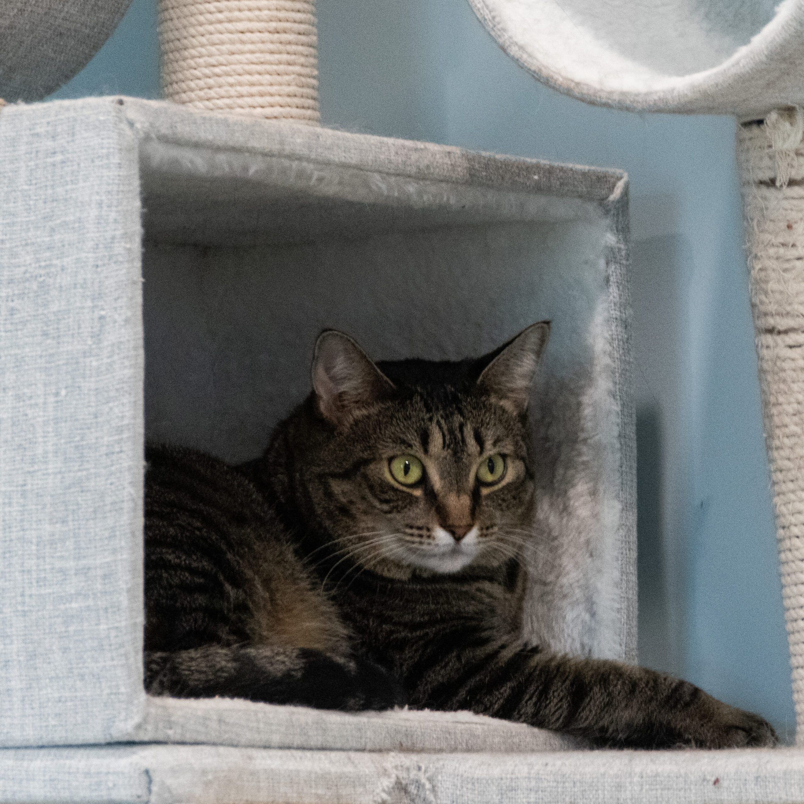 Whiskers Oasis Cats