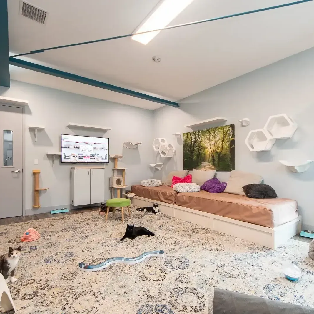 Wellness and productivity benefits of coworking around cats at Whiskers Workspace.