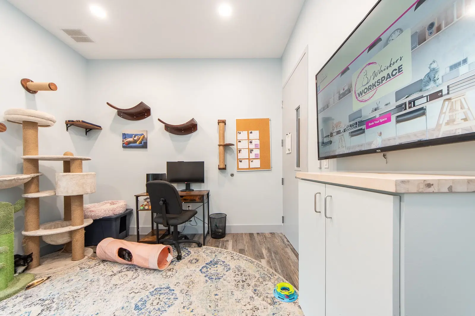 Feline Focus Workspace