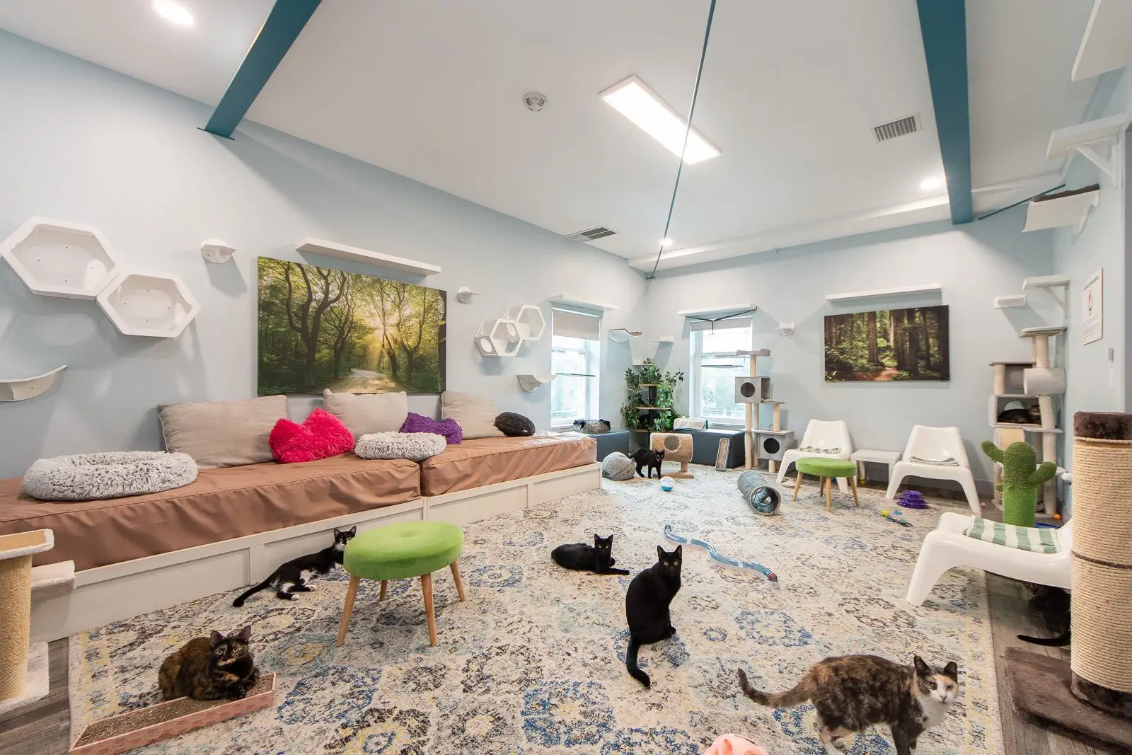 Whiskers Oasis Workspace