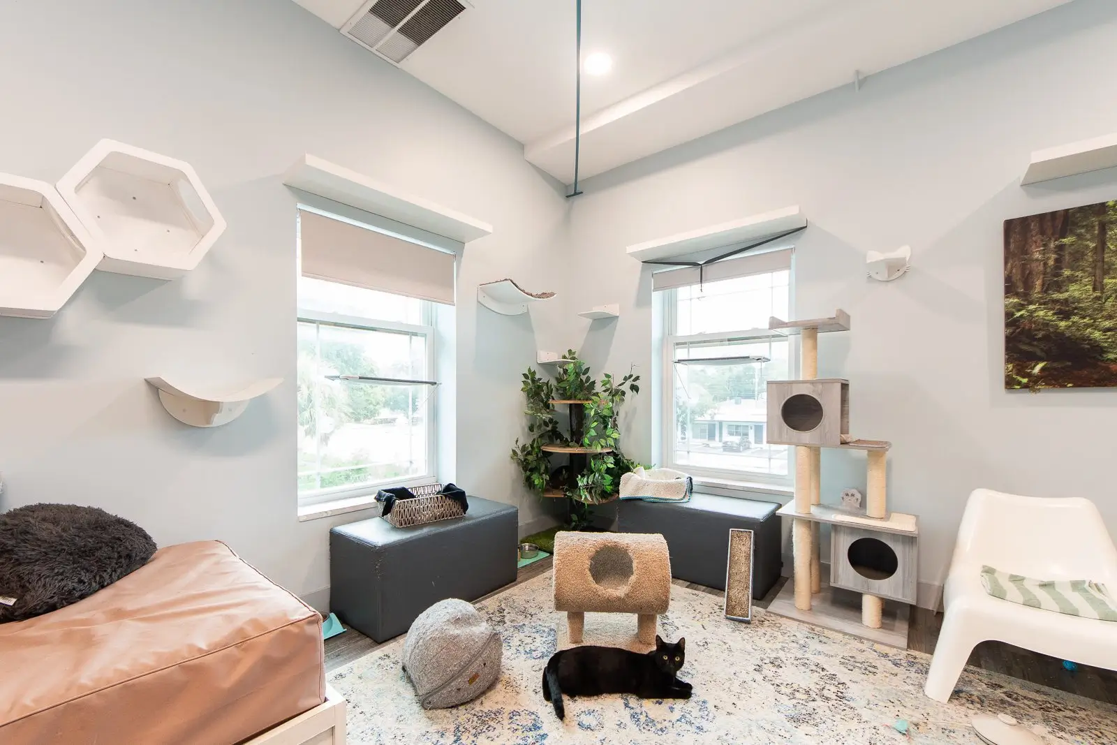 Whiskers Oasis Workspace