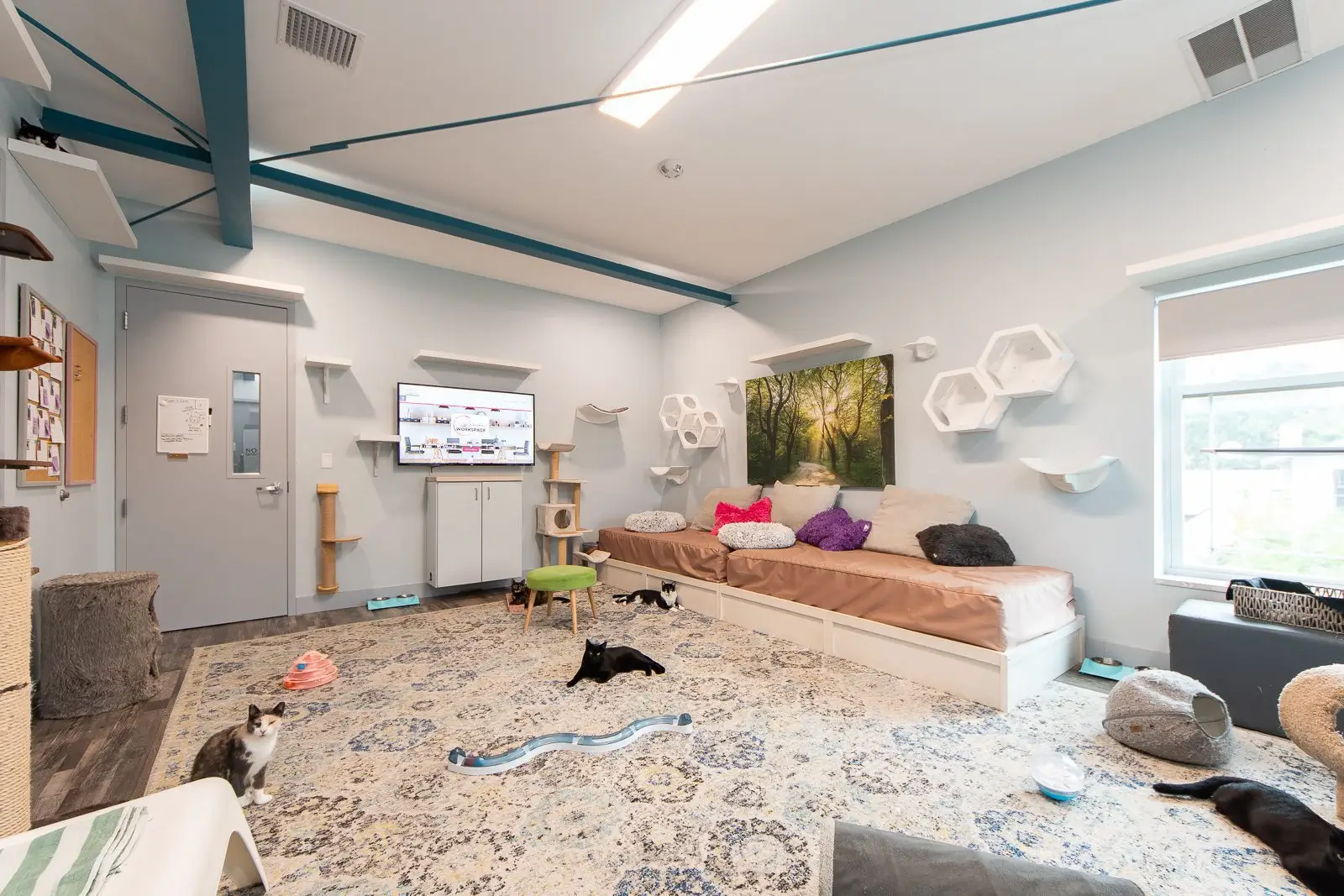 Whiskers Oasis Workspace