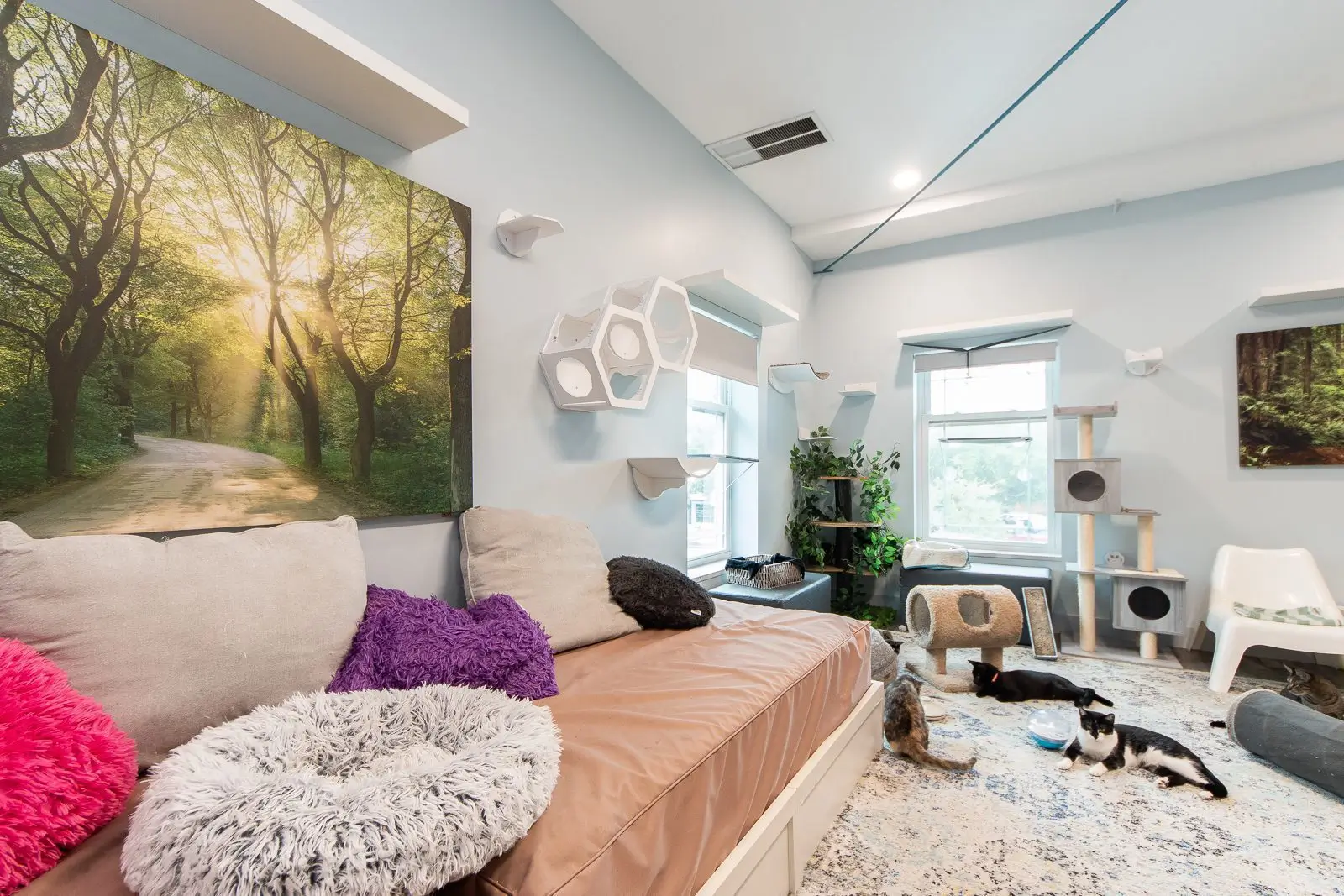 Whiskers Oasis Workspace