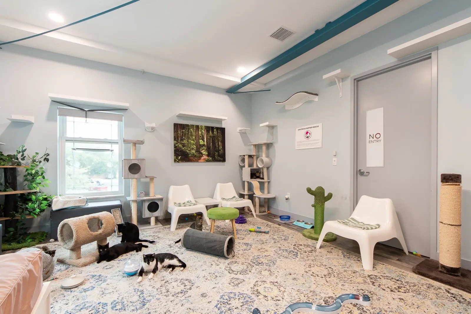 Whiskers Oasis Workspace