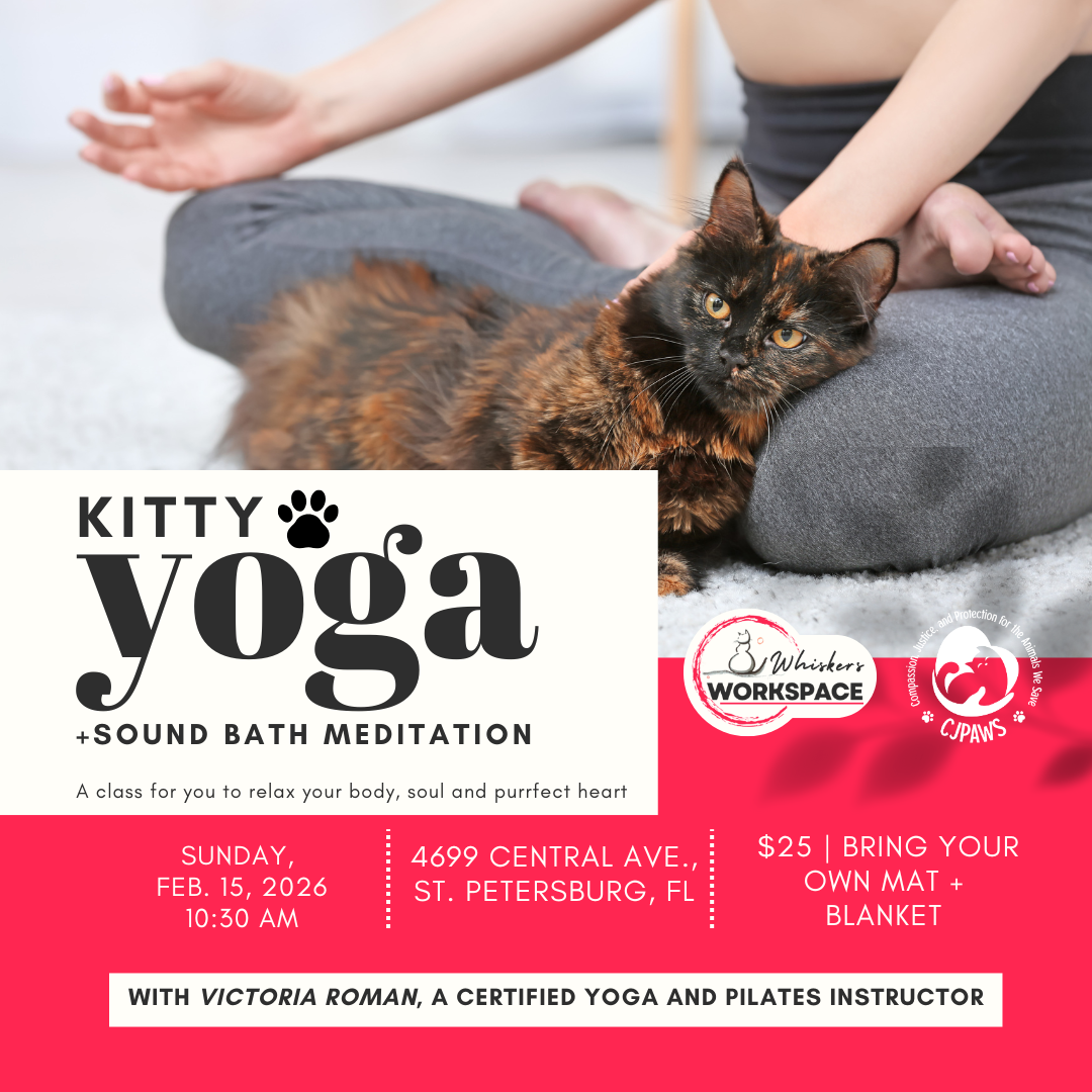 Kitty Yoga + Sound Bath Meditation