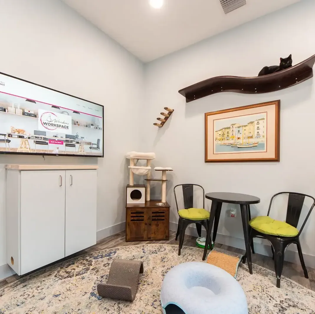 Benefits of working around cats at Whiskers Workspace in St. Petersburg, FL.