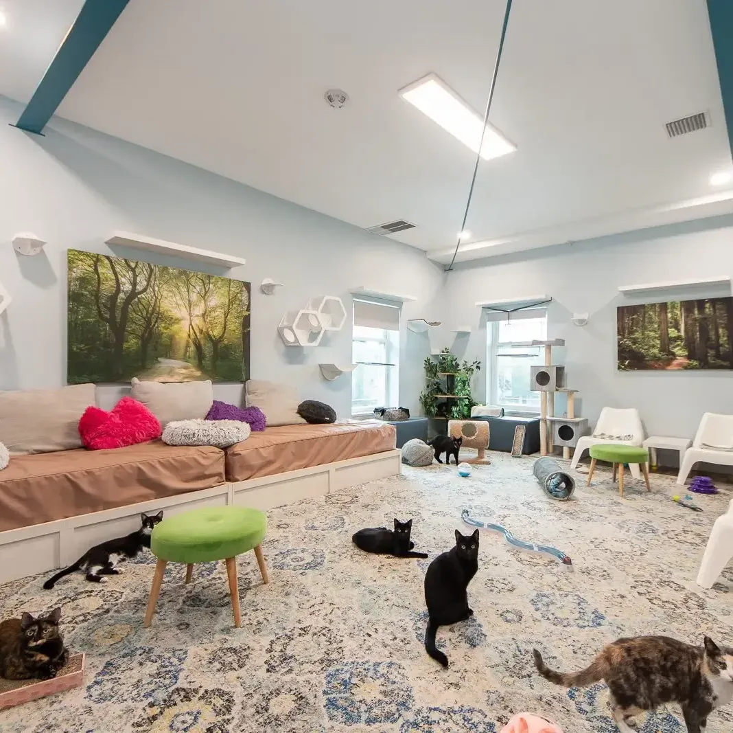 Coworking space with cats in St. Petersburg, Florida.