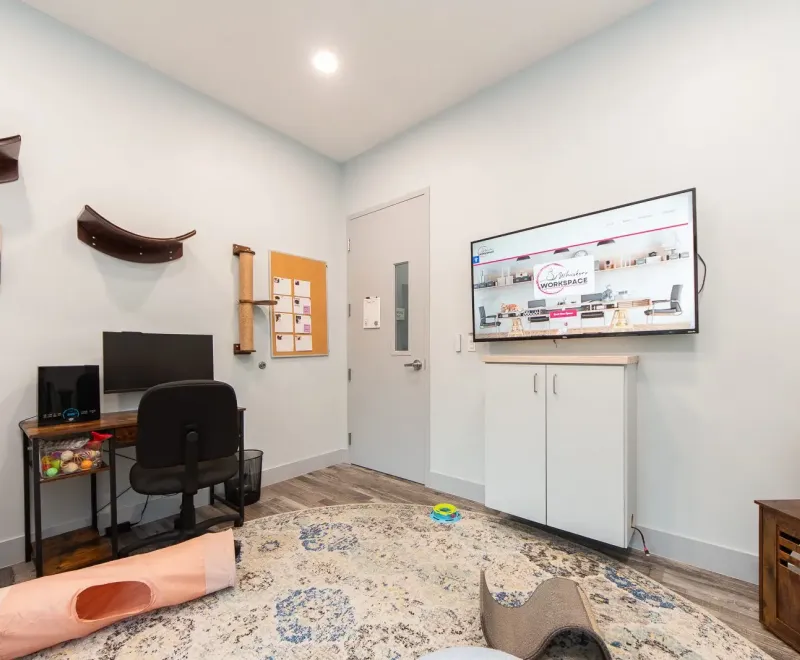 Feline Focus Workspace